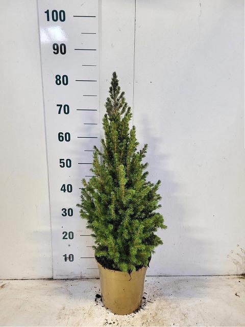 <h4>PICEA GL CONICA</h4>