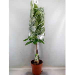 Pachira aquatica