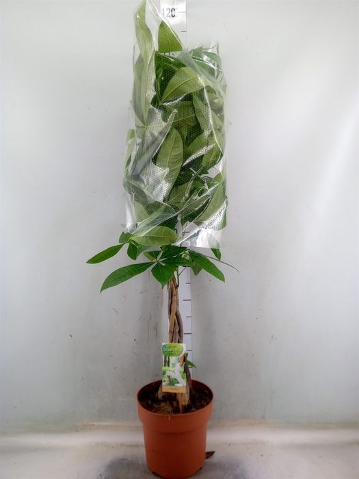 <h4>Pachira aquatica</h4>