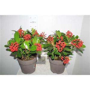 Skim J Veitchii 6-8+