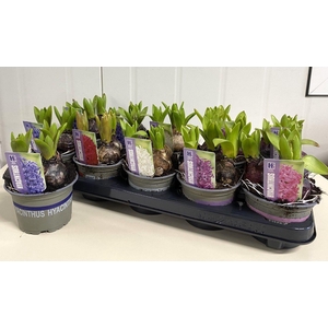 Hyacinthus Pearl 12 cm 5kleuren