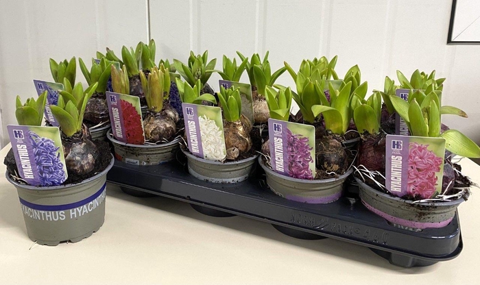 <h4>Hyacinthus Pearl 12 cm 5kleuren</h4>