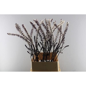 Actaea Brunette (zilverkaars)