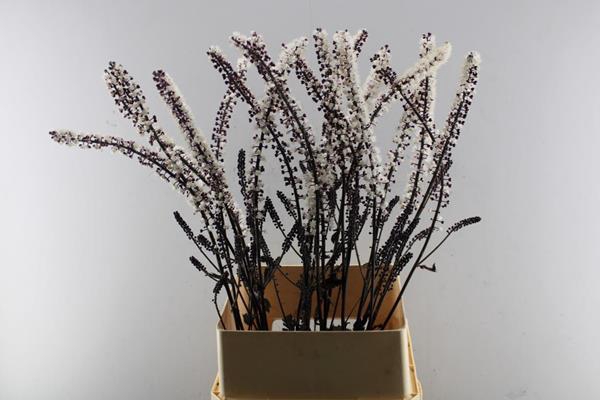 <h4>Actaea Brunette(zilverkaars)20</h4>