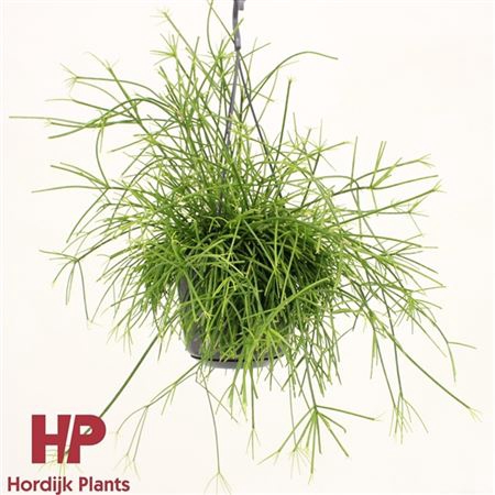 <h4>Rhipsalis Baccifera 'oasis' Hang</h4>