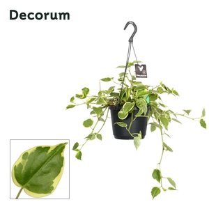 Peperomia scandens Variegata hangpot