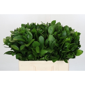 Ruscus Israel