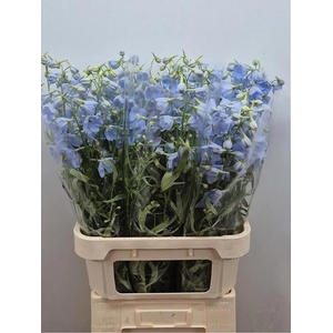 Delphinium Ballkleid Light Blue
