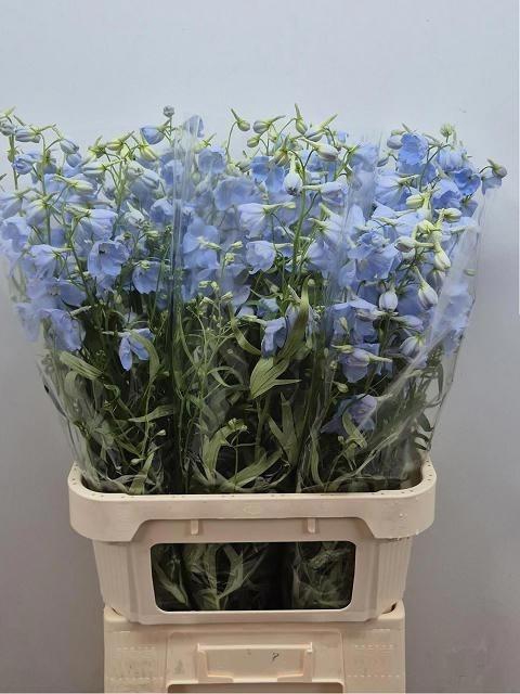<h4>Delphinium Ballkleid Light Blue</h4>