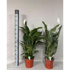 Spath Sweet Lauretta 4+ 24cm Pot