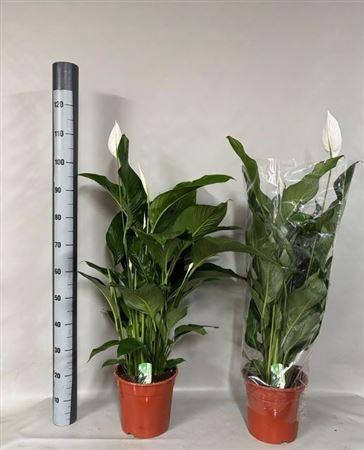 <h4>Spath Sweet Lauretta 4+ 24cm Pot</h4>
