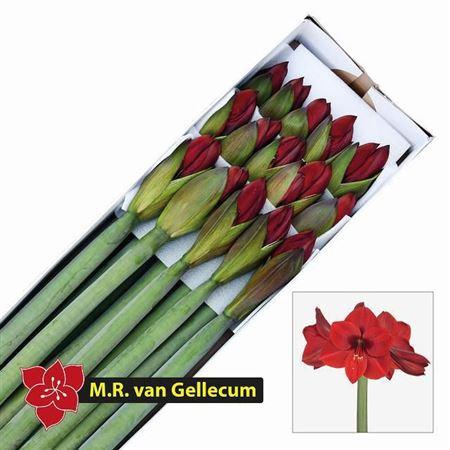 <h4>Hipp Ga Casanova</h4>