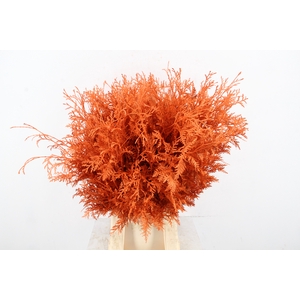 Conifeer Bs Orange