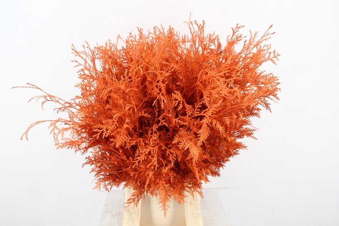 <h4>Conifeer Bs Orange</h4>