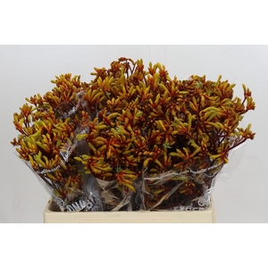 Anigozanthos Gold Fever