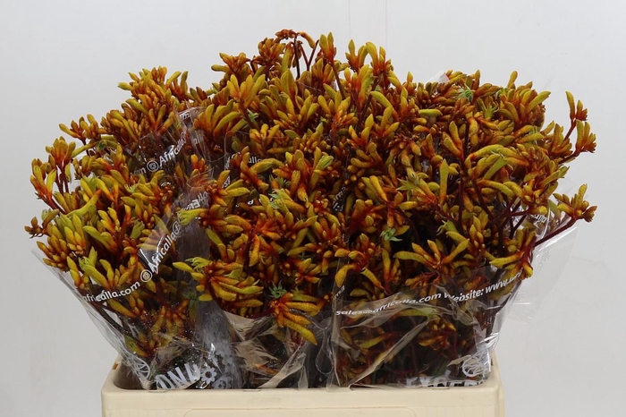 <h4>Anigozanthos Gold Fever</h4>