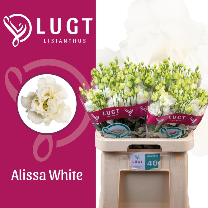 <h4>EUS G ALISSA WHITE</h4>