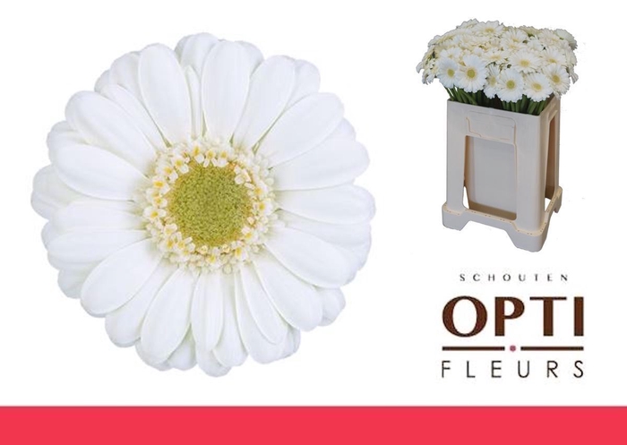 <h4>Germini Albino Water</h4>