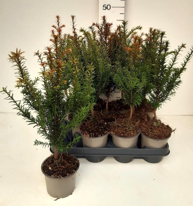 <h4>TAXUS BACCATA</h4>