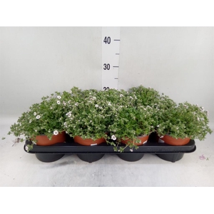 Gypsophila cerastioides