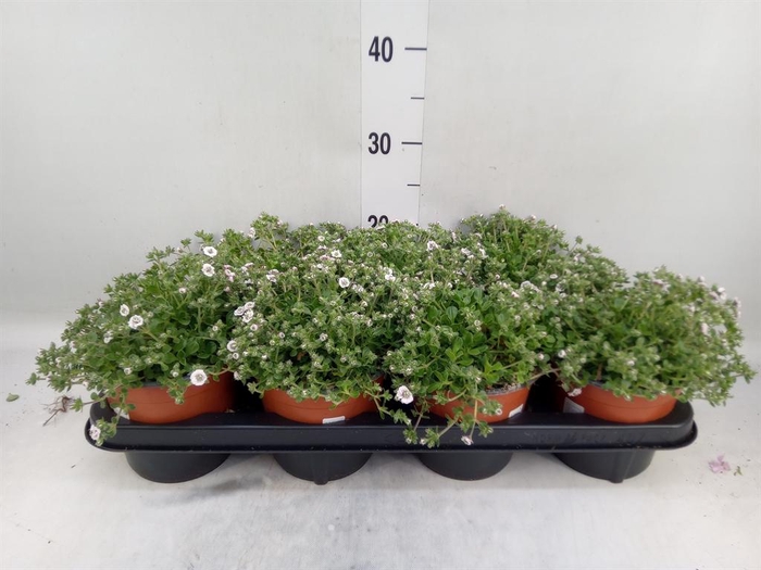 <h4>Gypsophila cerastioides</h4>