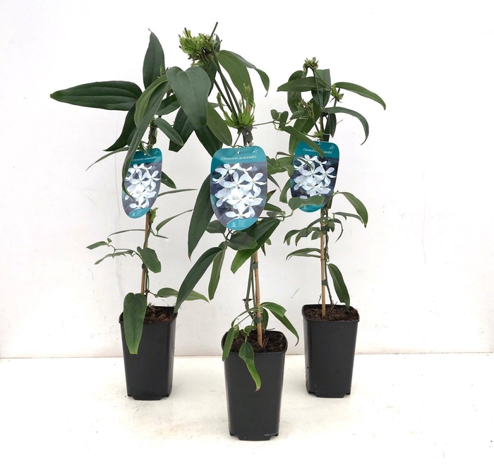 <h4>Clematis armandii 50-60 P14/C2 Full CC</h4>