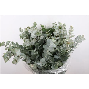 EUCA CINEREA 300GR P BUNCH S A