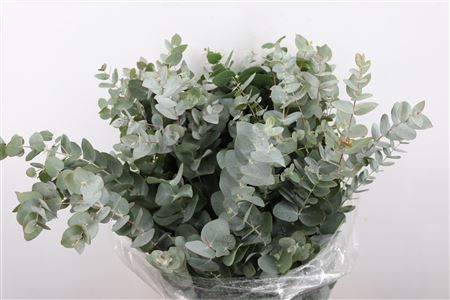 <h4>EUCA CINEREA 300GR P BUNCH S A</h4>