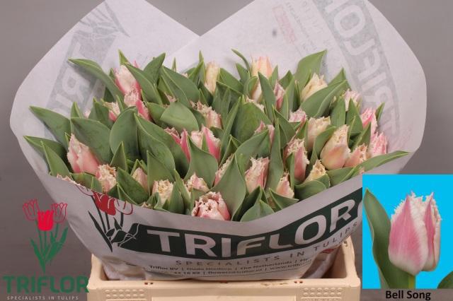 <h4>TU FR BELL SONG</h4>