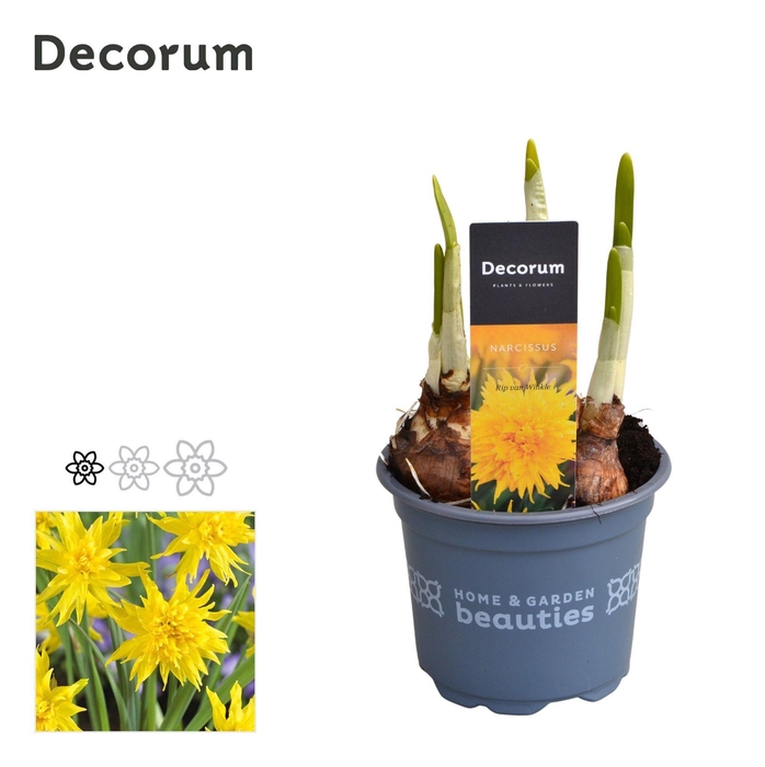 <h4>Narcis Rip van Winkle</h4>