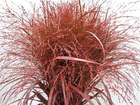 Panicum Warrior Rood