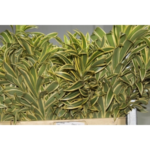 FOLHAGEM DRACENA PLEOMELE VARIEGATA
