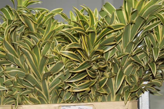 <h4>FOLHAGEM DRACENA PLEOMELE VARIEGATA</h4>