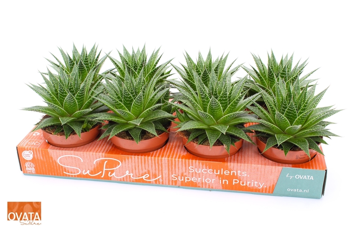 <h4>Aloe gladiator rock 12</h4>