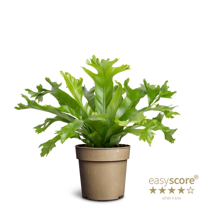 <h4>ASPLENIUM NIDUS p11 DAKILA</h4>