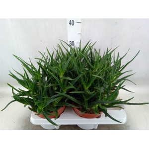 Aloe   ...
