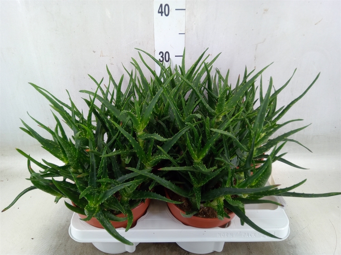 <h4>Aloe   ...</h4>