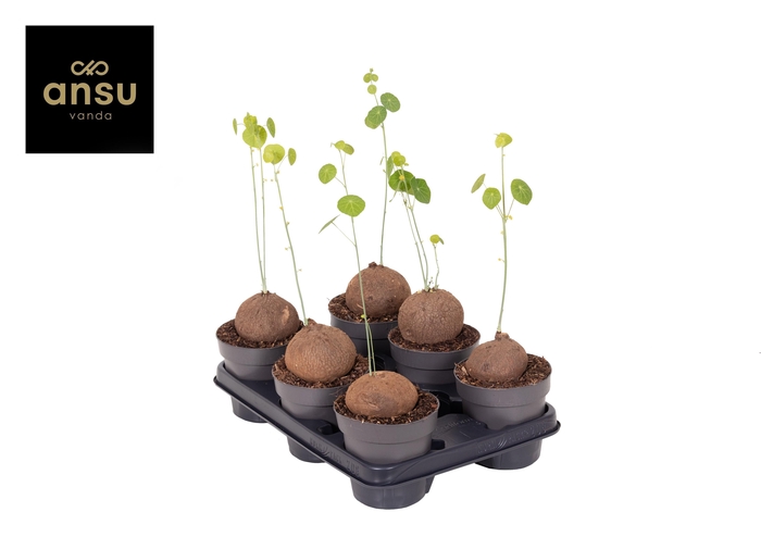 <h4>Stephania Erecta XL</h4>