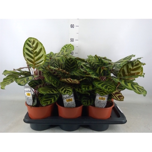Calathea makoyana