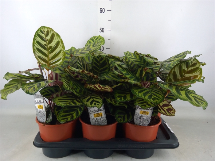 <h4>Calathea makoyana</h4>