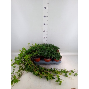 Hedera helix 'Shamrock'