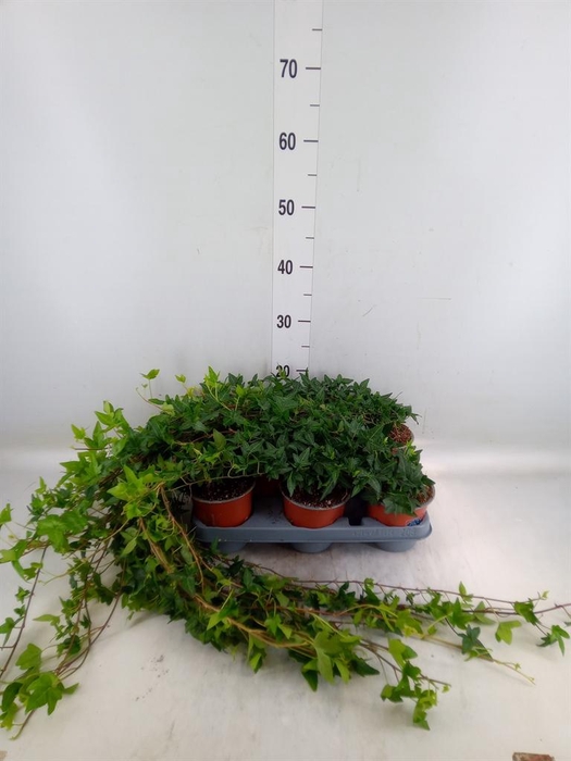 <h4>Hedera helix 'Shamrock'</h4>