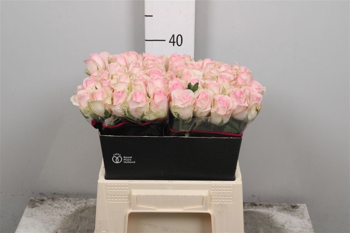 <h4>R Gr Avalanche Sorb+</h4>
