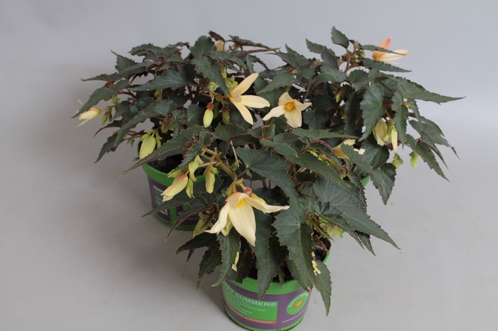 Begonia Hang Yellow