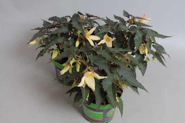 <h4>Begonia Hang Yellow</h4>