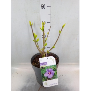 Hibiscus syriacus