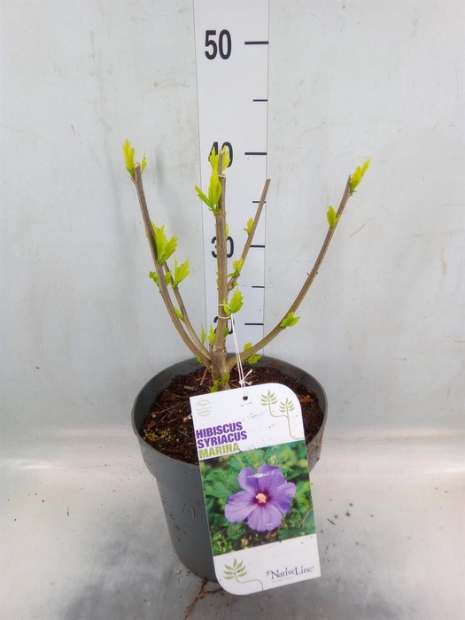 <h4>Hibiscus syriacus</h4>