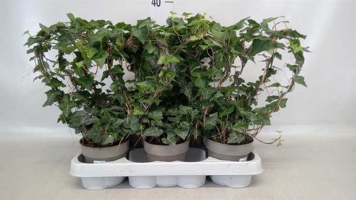 <h4>Hedera hibernica</h4>