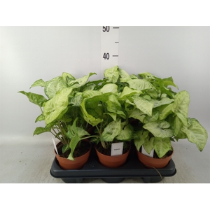 Syngonium   ...