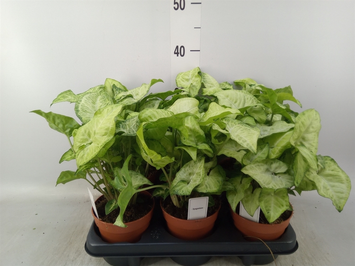 <h4>Syngonium   ...</h4>